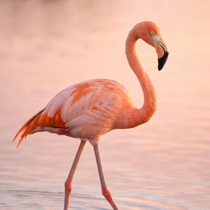 Behang - Flamingo - Water - Roze