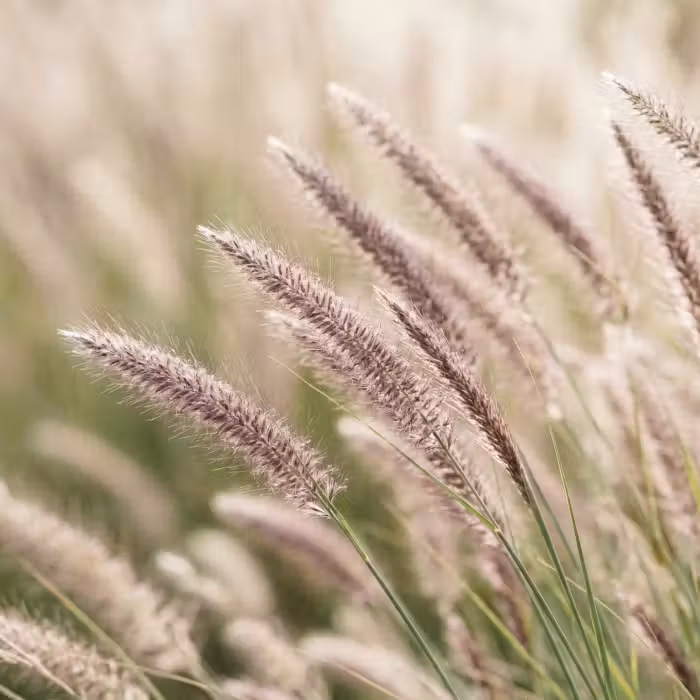 Behang - Gras - Close up - Groen