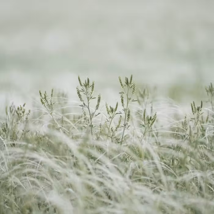 Behang - Grassen - Minimalistisch - Groen