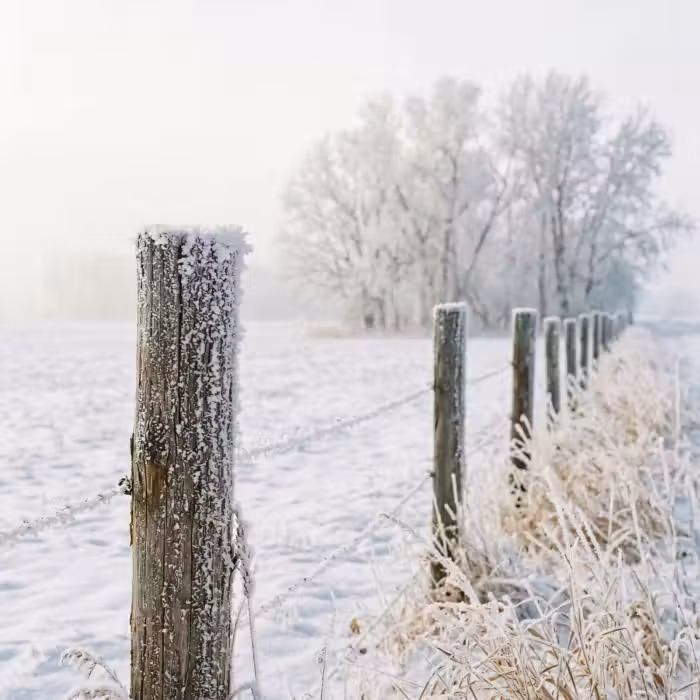 Behang - Hek - Sneeuw - Mist - Platteland - Nostalgisch