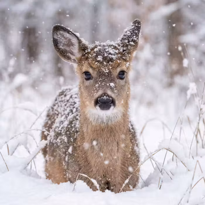 Behang - Hert - Sneeuw - Bos - Dieren - Vertederend