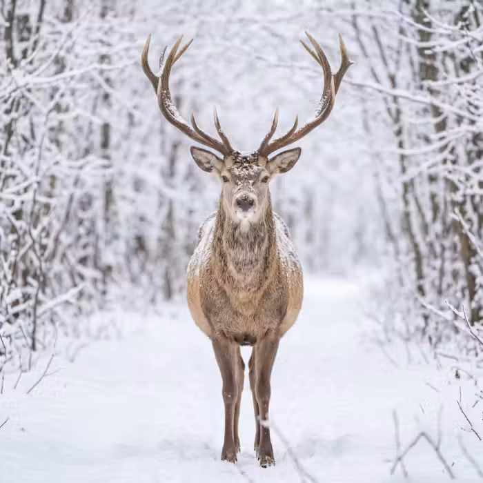 Behang - Hert - Winter - Bos - Natuur - Wit