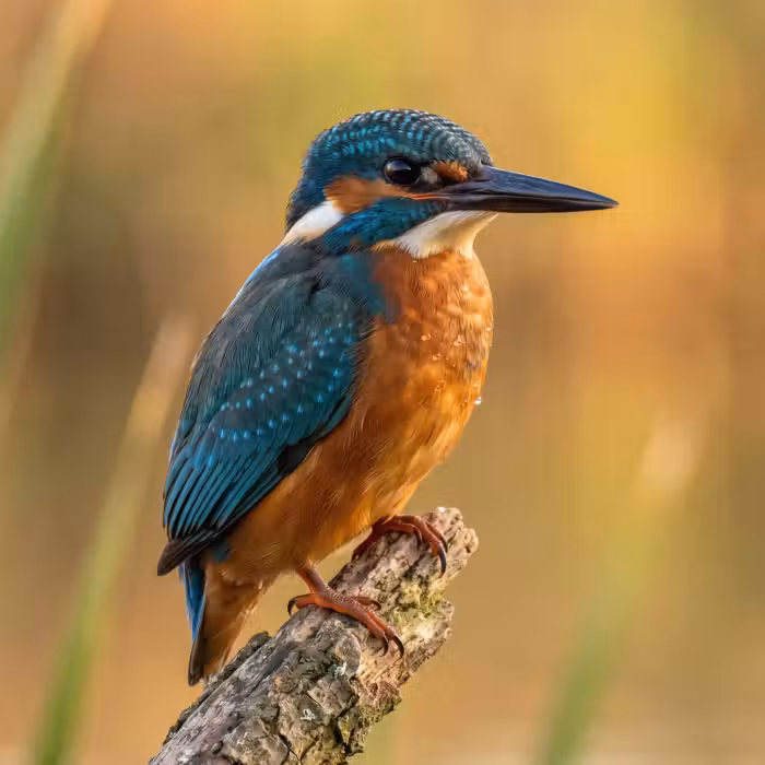 Behang - IJsvogel - Tak - Water - Kleurrijk - Levendig
