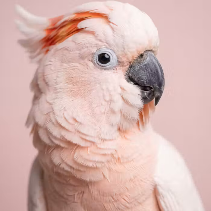 Behang - Kaketoe - Portret - Roze