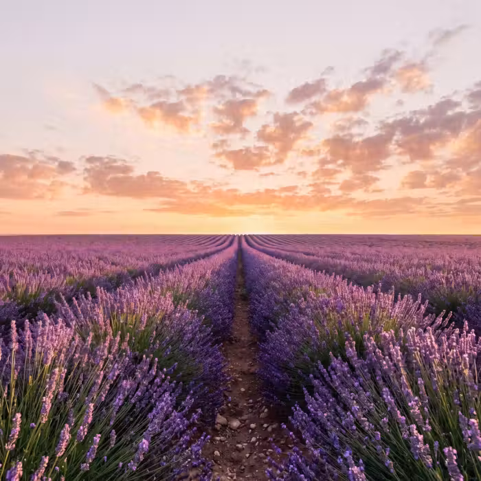 Behang - Landschap - Lavendelveld - Paars