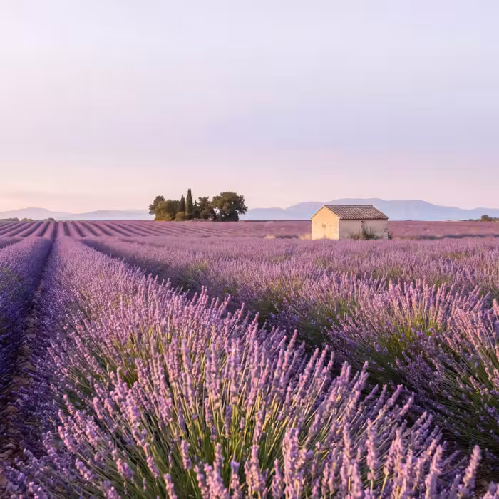 Behang - Lavendel - Landschap - Sereen - Paars