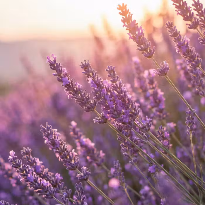 Behang - Lavendel - Paars - Zonlicht