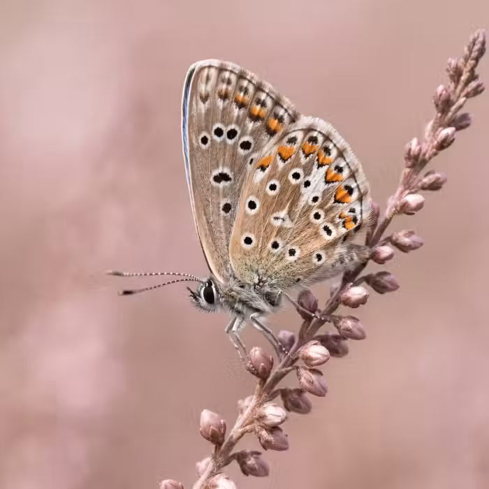 Behang - Lavendel - Vlinder - Paars