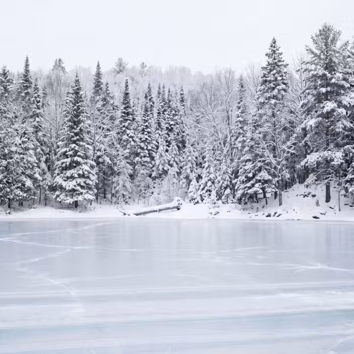 Behang - Meer - Dennen - IJs - Winter - Rustgevend