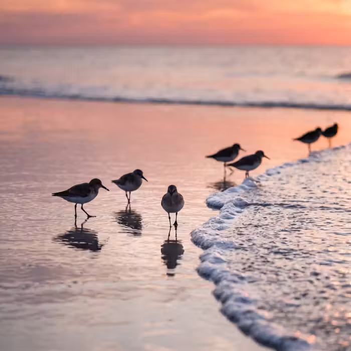 Behang - Meeuwen - Strand - Zee - Roze