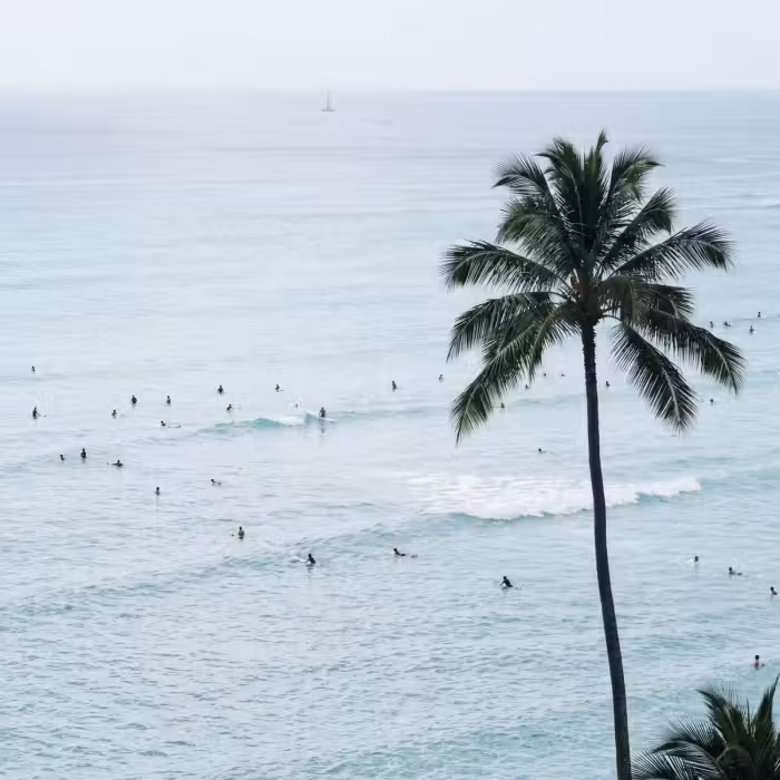 Behang - Oceaan - Palmbomen - Surfers