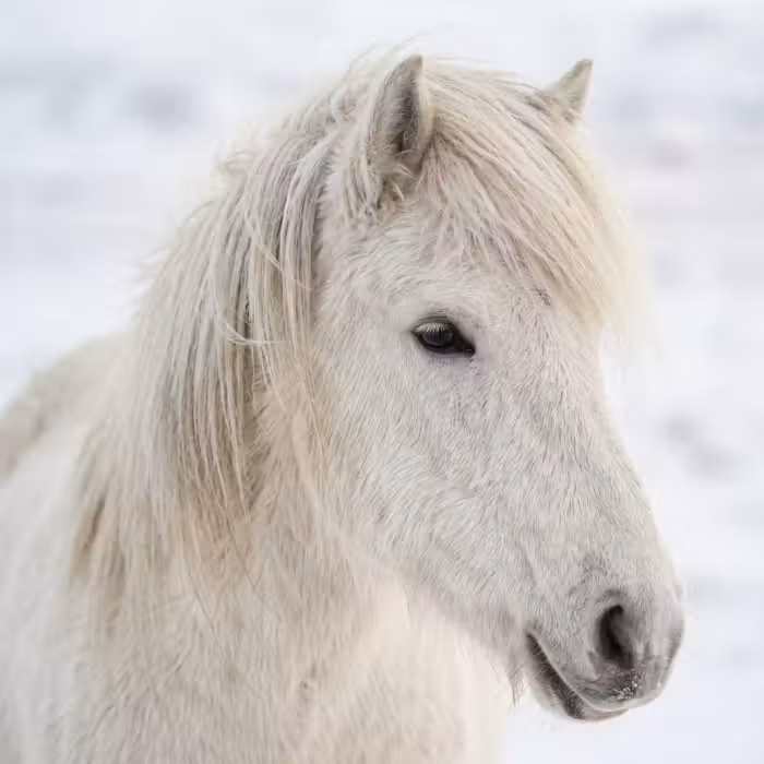 Behang - Paard - Kop - Winter - Dieren - Wit