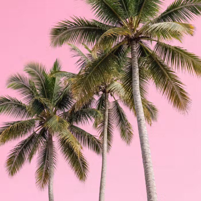 Behang - Palmboom - Tropisch - Pink