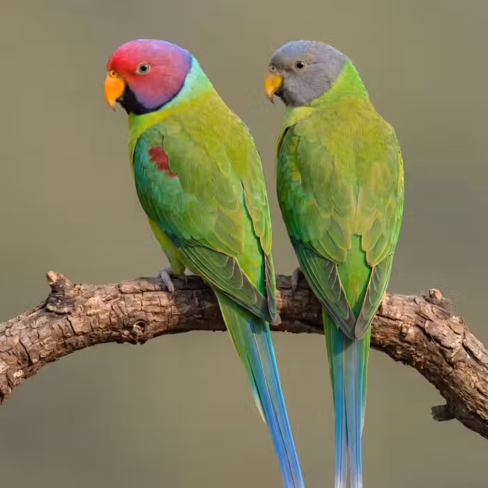 Behang - Papagaai - Tak - Natuur - Kleurrijk