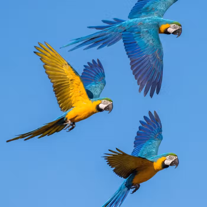 Behang - Papagaai - Vliegen - Blauw - Geel