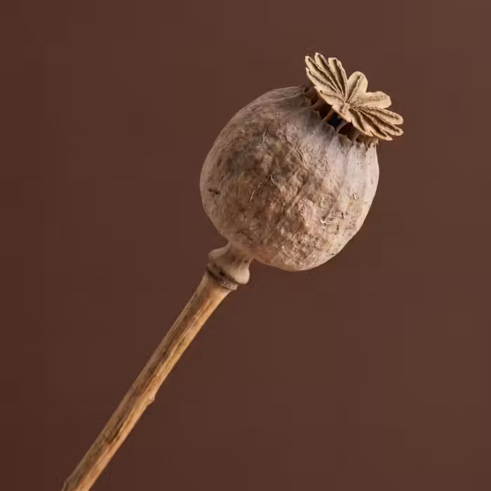 Behang - Papaverbol - Droogbloem - Bruin - Minimalistisch