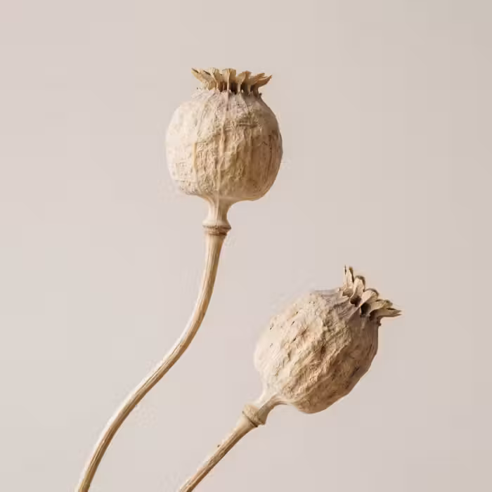 Behang - Papaverbollen - Droogbloemen - Minimalistisch - Beige - Rustig