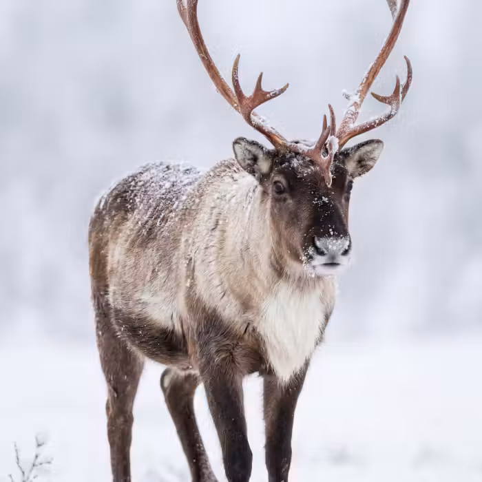 Behang - Rendier - Gewei - Toendra - Sneeuw - Wild