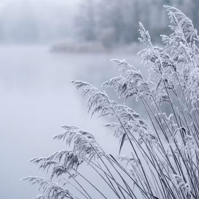 Behang - Riet - Bevroren - Winter - Natuur