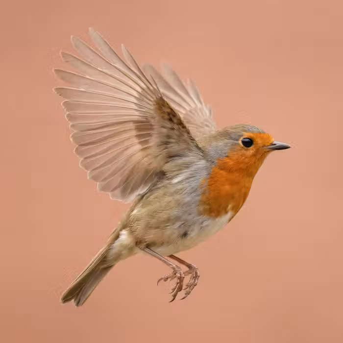 Behang - Roodborst - Natuur - Roze