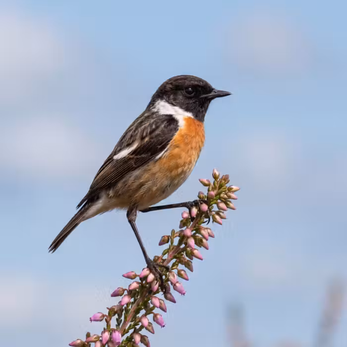 Behang - Roodborsttapuit - Heide - Paars - Natuur - Sfeervol