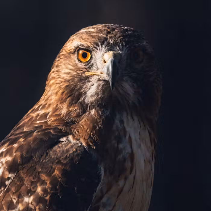 Behang - Roofvogel - Buizerd - Bruin