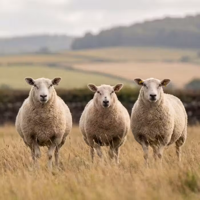 Behang - Schapen - Weidenlandschap - Heuvels