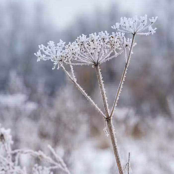 Behang - Schermbloem - Rijp - Kristallen - Winter - Delicaat
