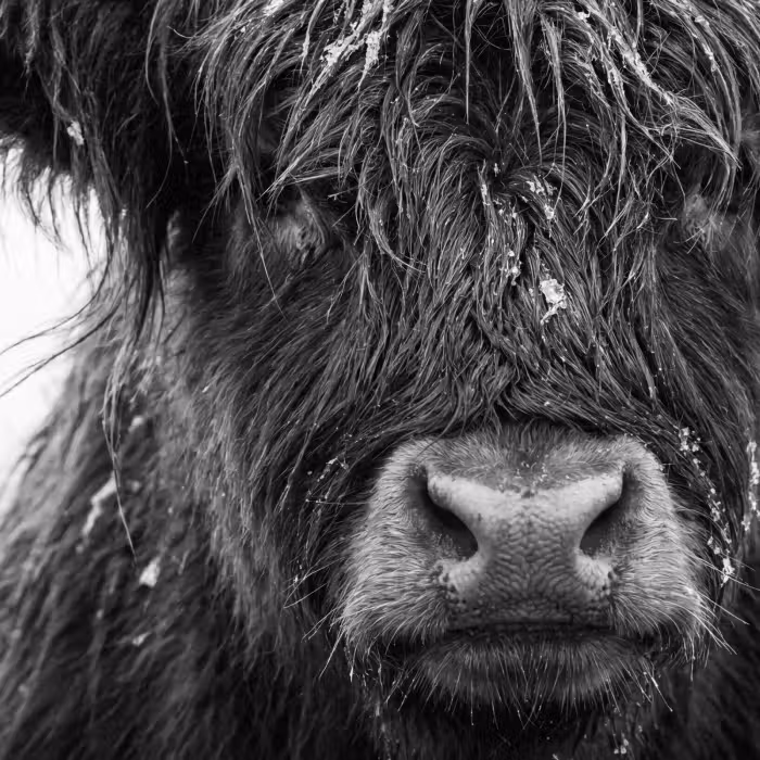 Behang - Schotse hooglander - Zwart - Wit - Sneeuwvlokken