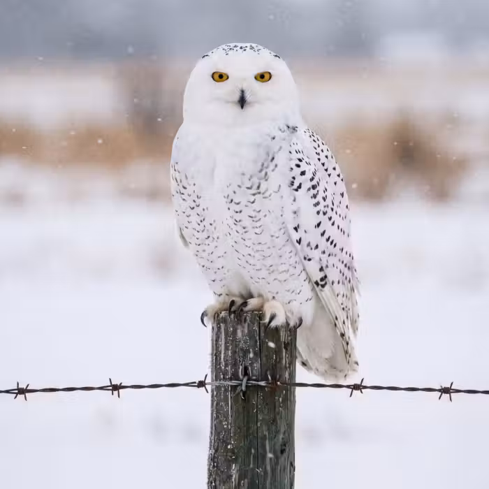 Behang - Sneeuwuil - Hek - Sneeuw - Wit
