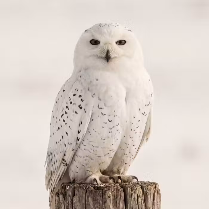 Behang - Sneeuwuil - Paal - Winter - Portret - Majestueus
