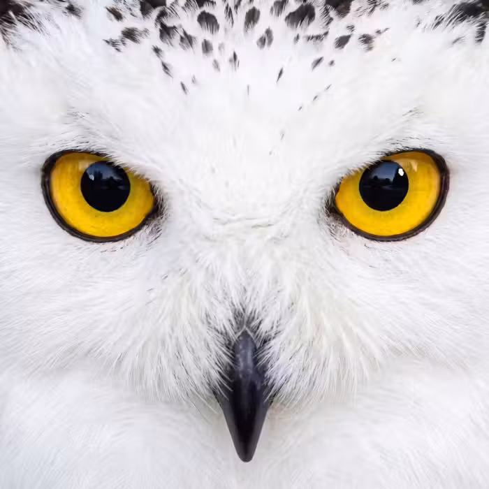 Behang - Sneeuwuil - Portret - Geel
