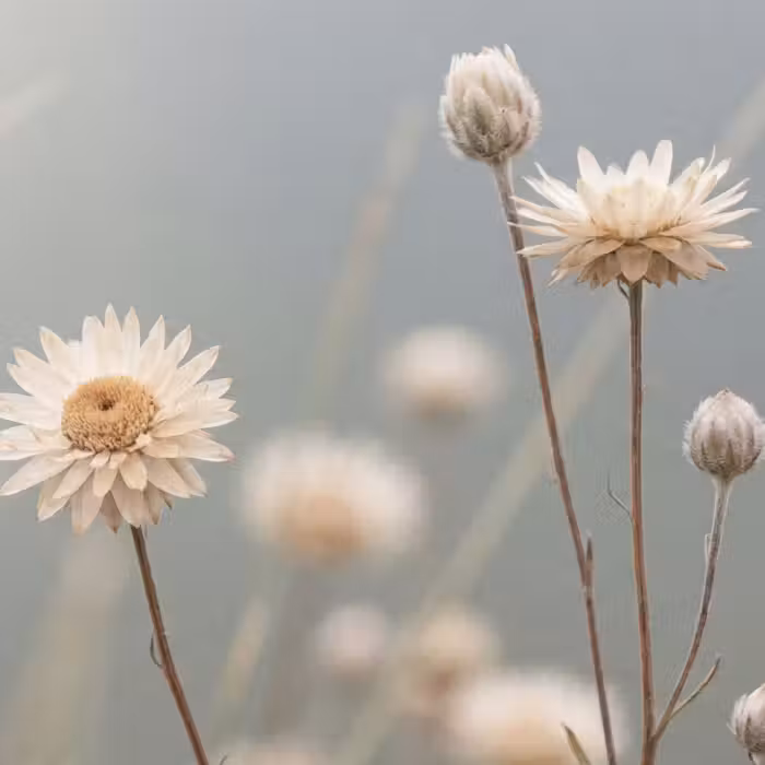 Behang - Strobloemen - Wit - Daglicht