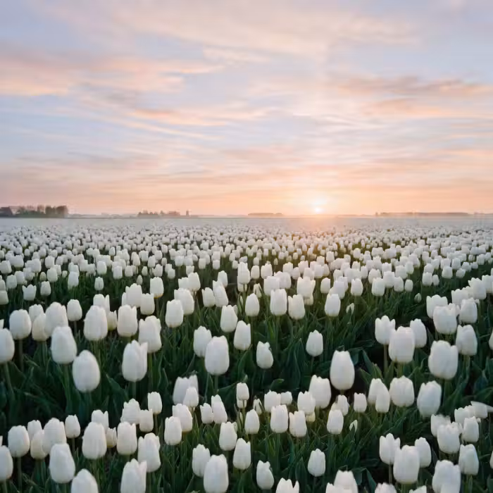 Behang - Tulpen - Landschap - Wit