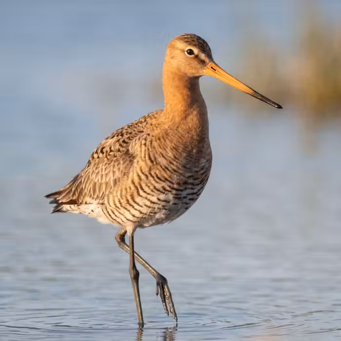 Behang - Vogel - Steltloper - Water - Natuur