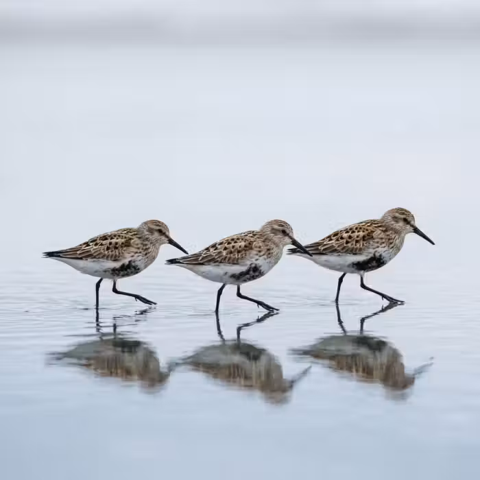 Behang - Vogels - Water - Grijs