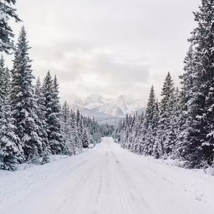 Behang - Weg - Sneeuw - Naaldbos - Winter - Avontuurlijk
