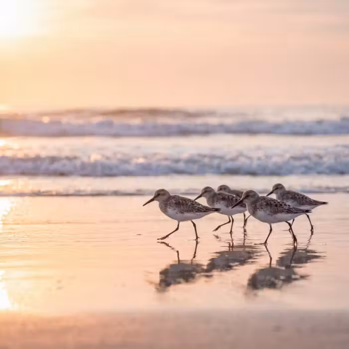 Behang - Zee - Vogels - Strand