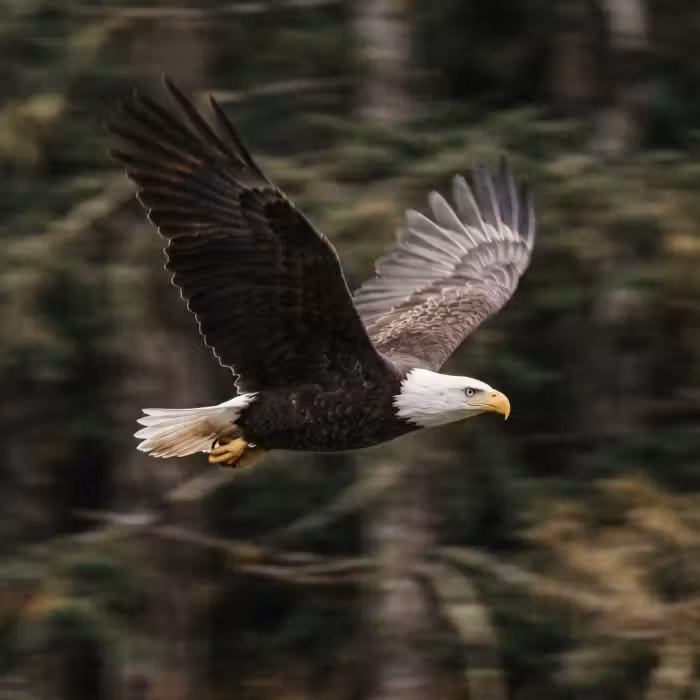 Behang - Zeearend - Vliegen - Bos - Natuur