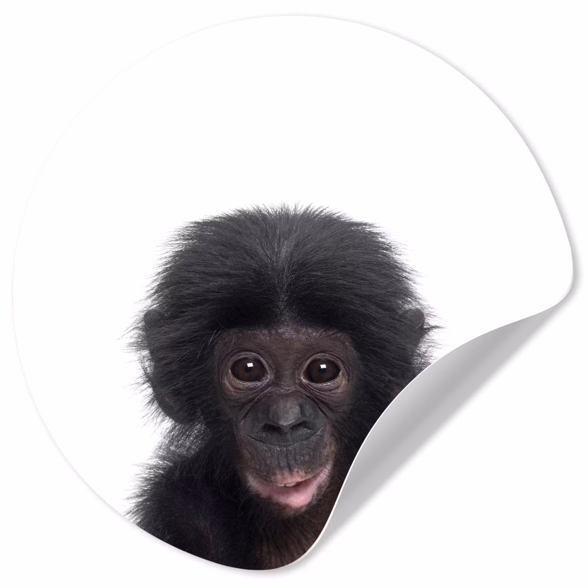Behangcirkel - Aap - Dieren - Chimpansee - Kind - Jongen