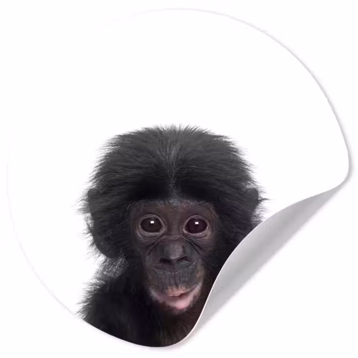 Behangcirkel - Aap - Dieren - Chimpansee - Kind - Jongen