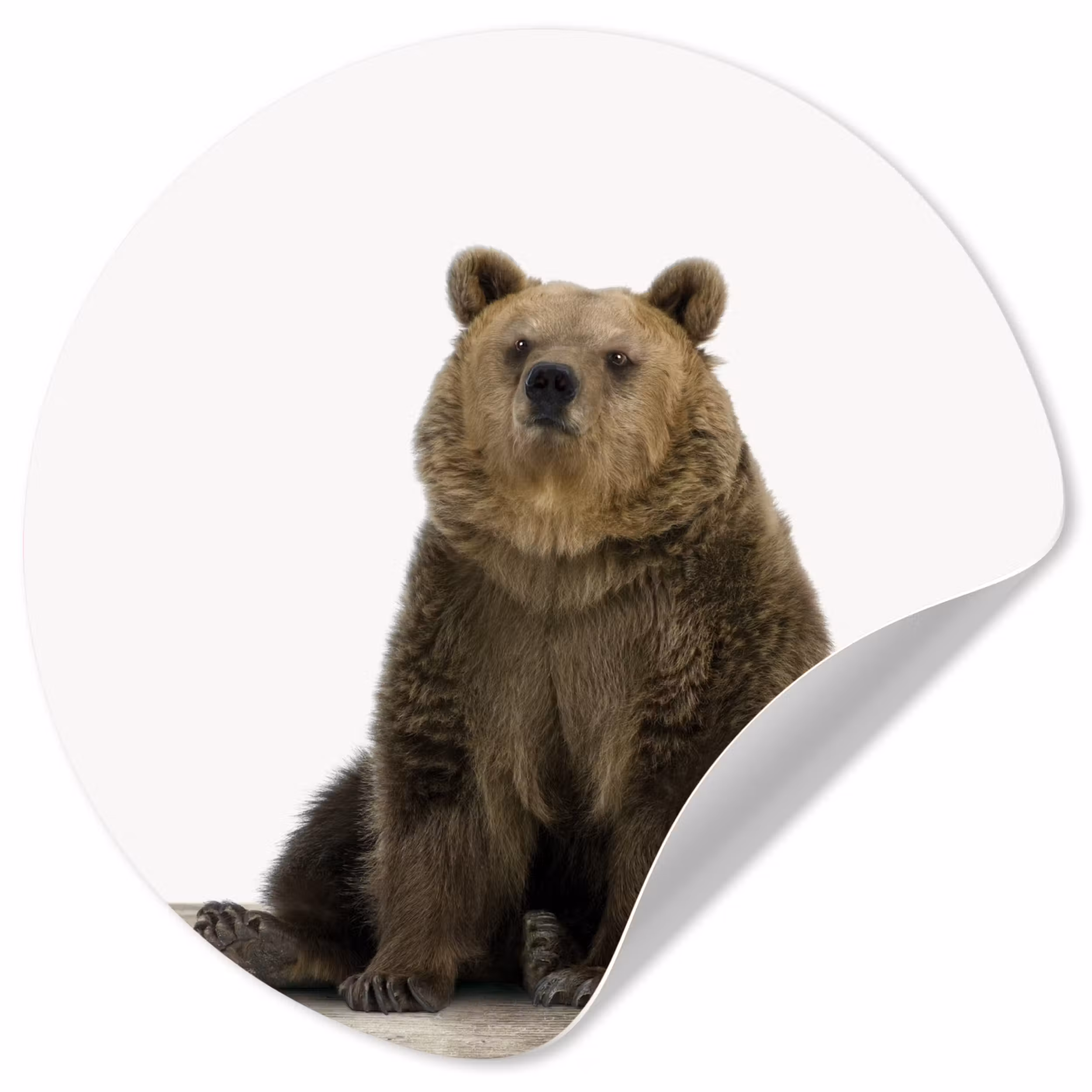 Behangcirkel - Bruine beer - Dieren - Beer - Schattig - Jongens - Meisjes