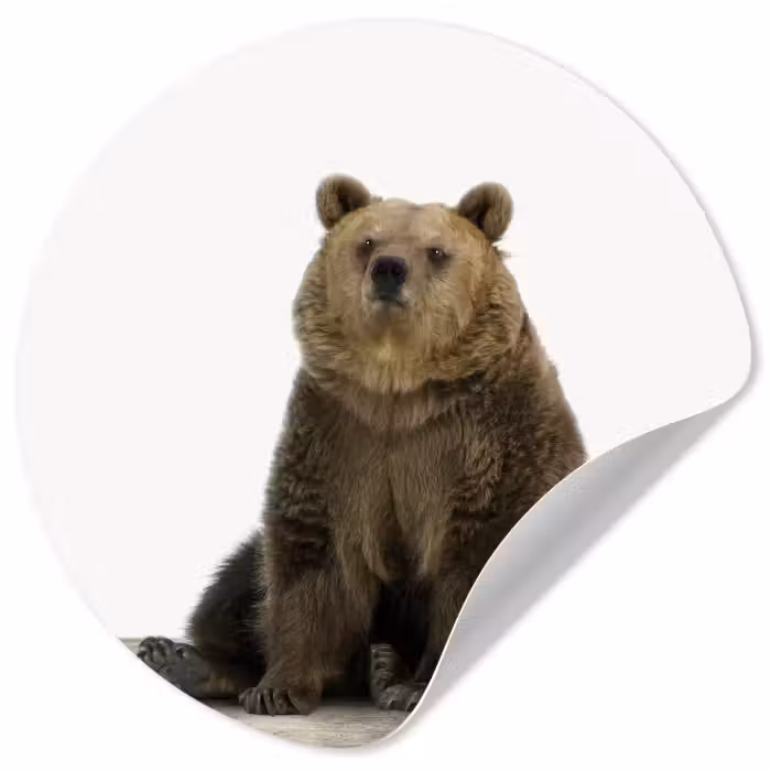 Behangcirkel - Bruine beer - Dieren - Beer - Schattig - Jongens - Meisjes