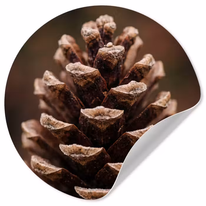 Behangcirkel - Dennenappel - Bos - Herfst - Bruin - Sfeervol