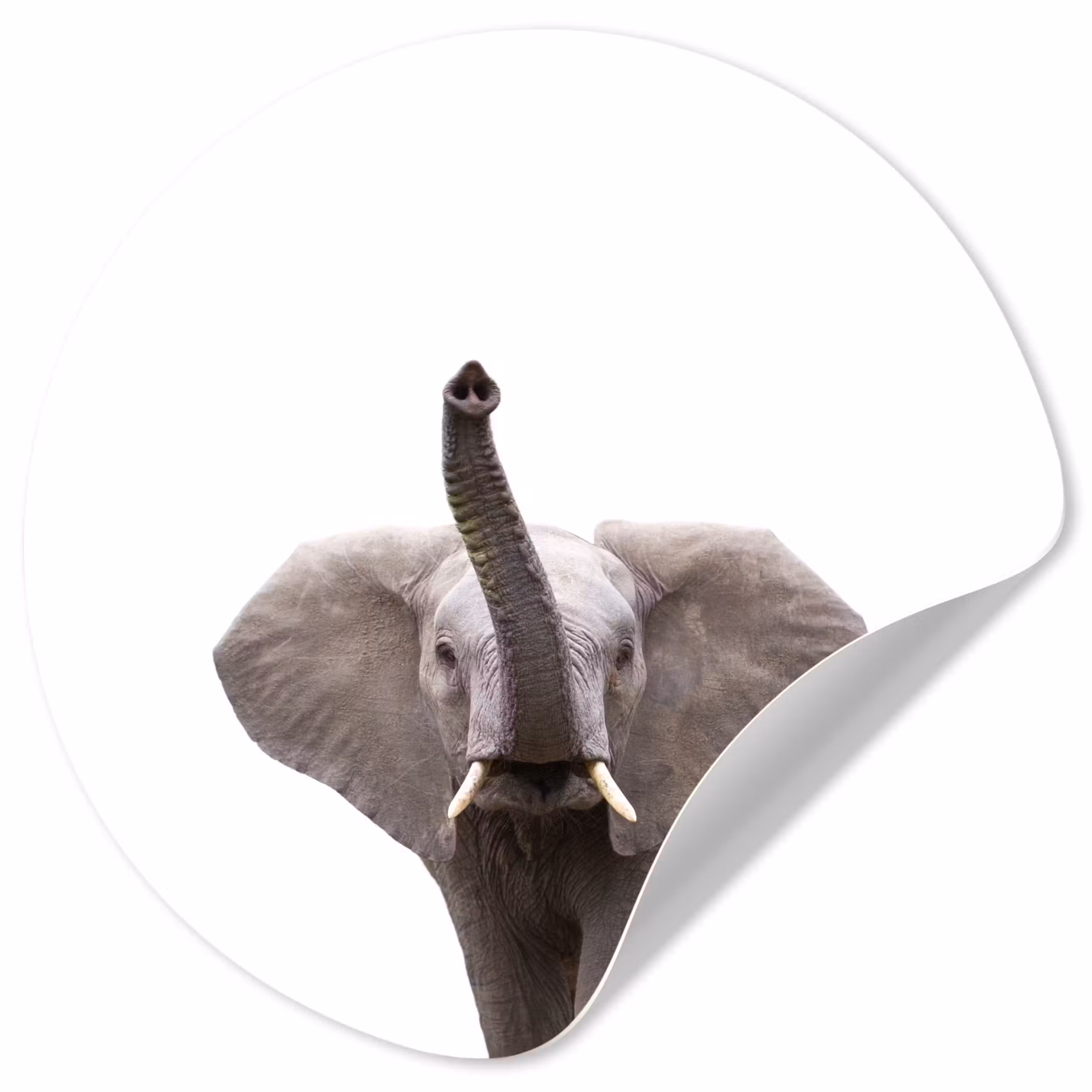 Behangcirkel - Dieren - Olifant- Wit - Wilde dieren - Kinderen