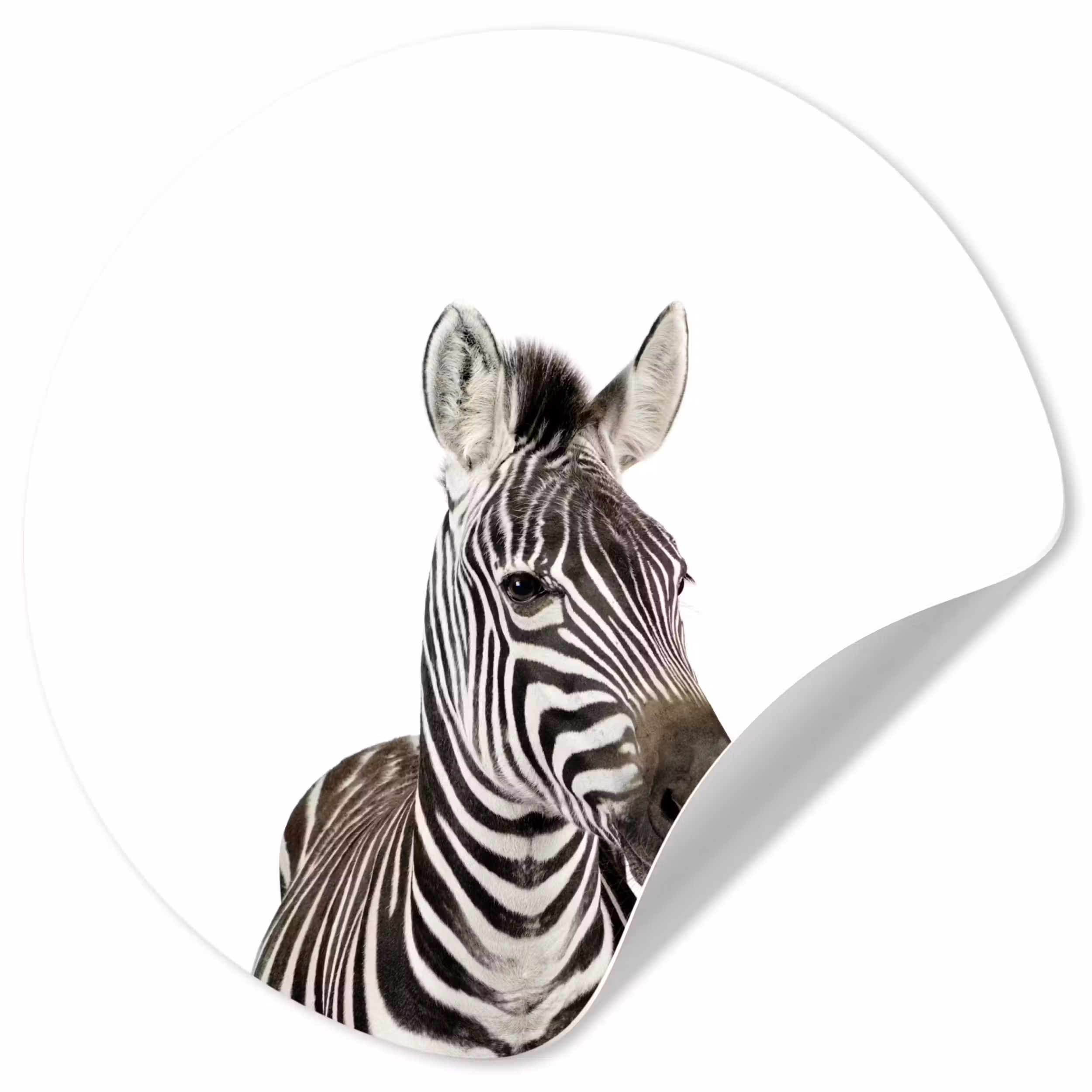 Behangcirkel - Dieren - Zebra - Kinderen - Wit - Portret- Meisjes