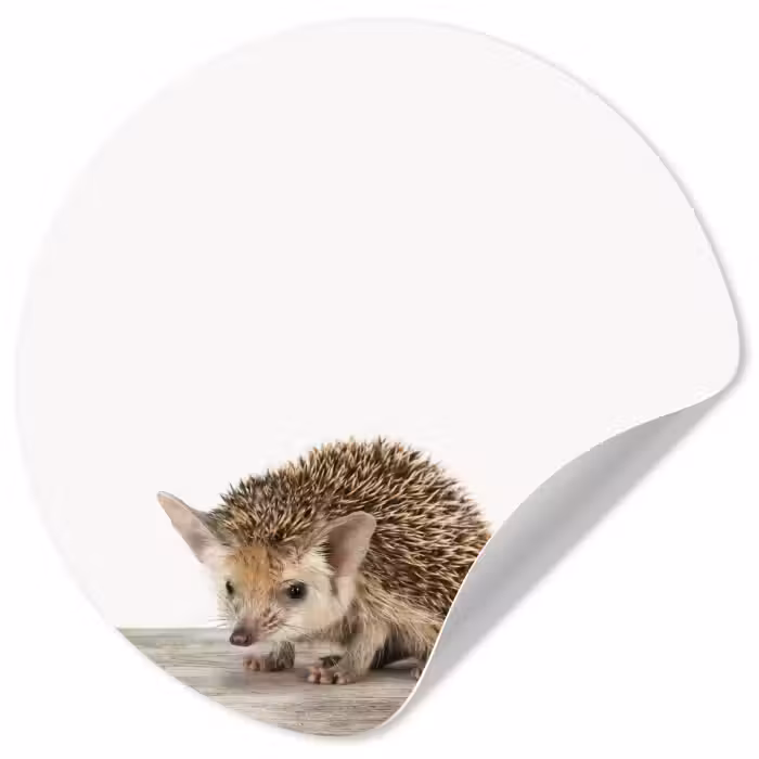 Behangcirkel - Egel - Dieren - Kinderen - Jongens - Meisjes