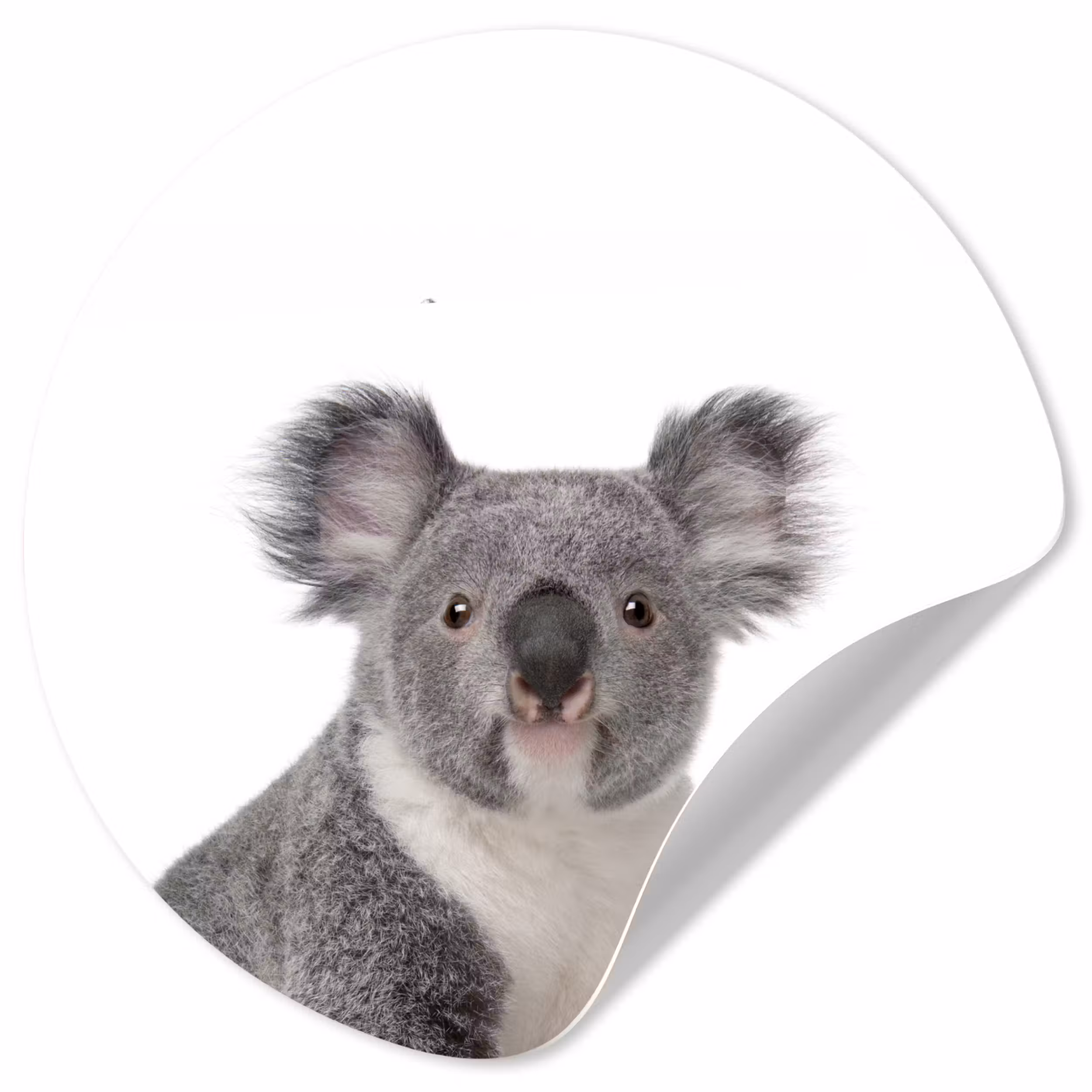 Behangcirkel - Koala - Dieren - Kind - Wit - Meisje - Jongen