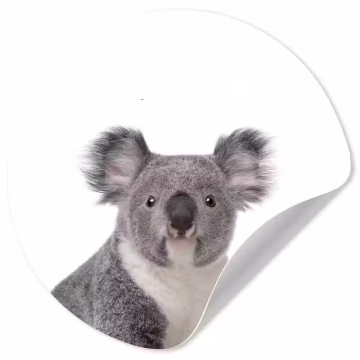 Behangcirkel - Koala - Dieren - Kind - Wit - Meisje - Jongen