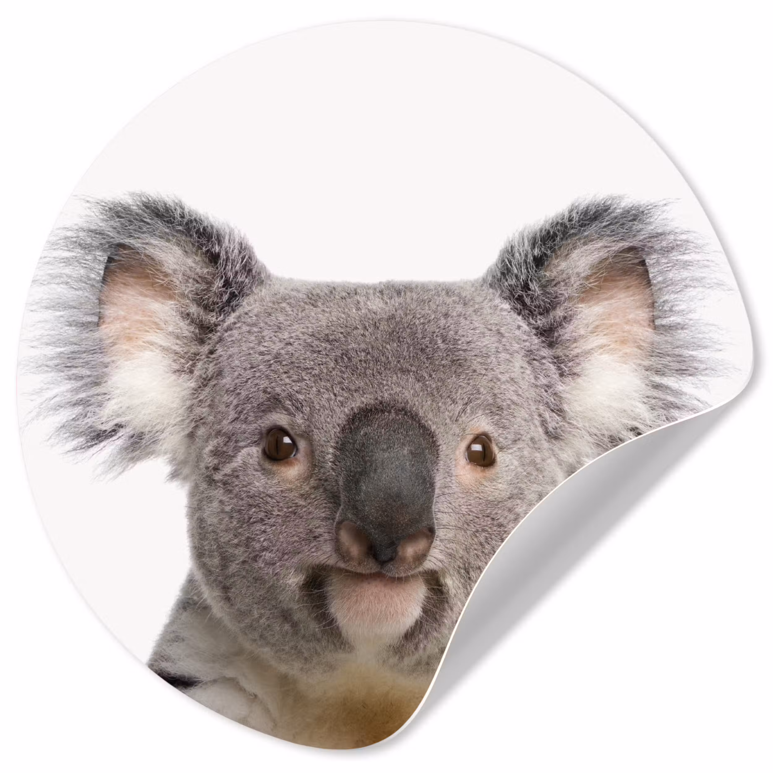 Behangcirkel - Koala - Koala beer - Meisjes - Jongens - Kinderen - Dieren